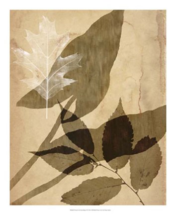 Framed Pressed Leaf Assemblage II Print