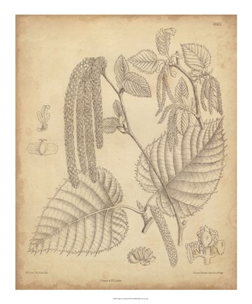 Framed Vintage Curtis Botanical II Print