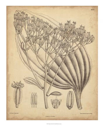 Framed Vintage Curtis Botanical VI Print