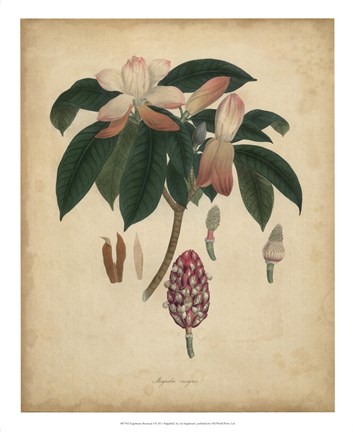 Framed Botanical I Print