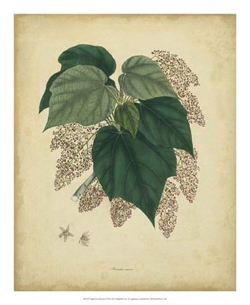 Framed Botanical VII Print