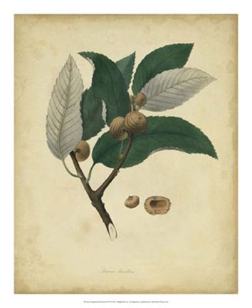 Framed Botanical VIII Print