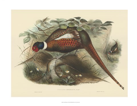 Framed Pheasants II Print