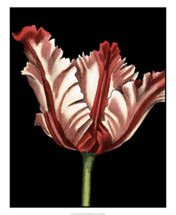 Framed Vibrant Tulips II Print