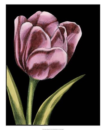 Framed Vibrant Tulips III Print