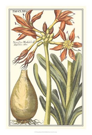 Framed Botanical Beauty III Print