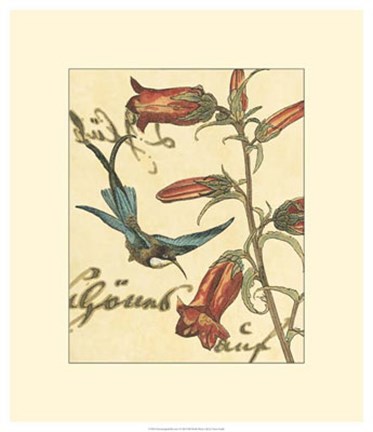 Framed Hummingbird Reverie I Print