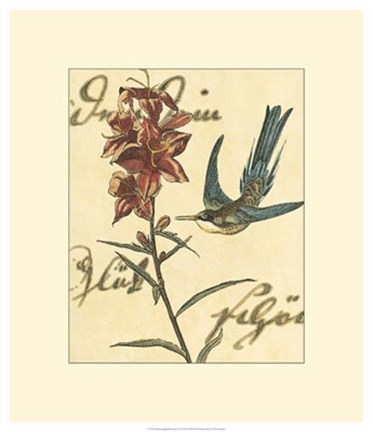 Framed Hummingbird Reverie IV Print