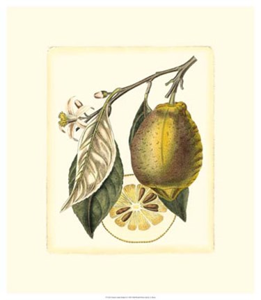 Framed French Lemon Study II Print