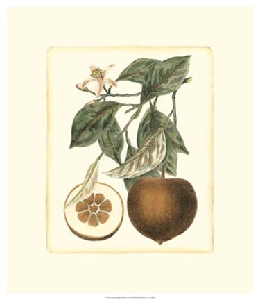 Framed French Orange Study II Print