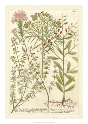 Framed Weinmann&#39;s Garden I Print