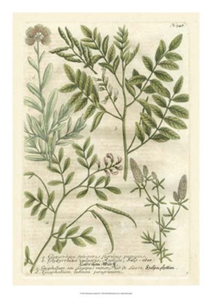 Framed Weinmann&#39;s Garden II Print