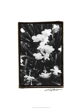 Framed Springtime Garden V Print