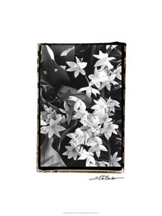 Framed Springtime Garden VII Print