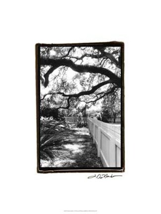 Framed Summer Shade I Print