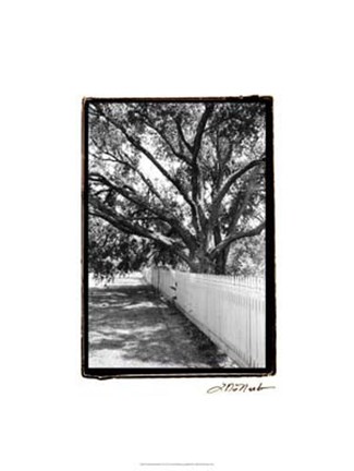 Framed Summer Shade II Print