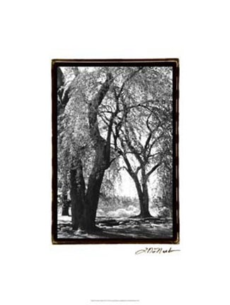 Framed Summer Shade III Print