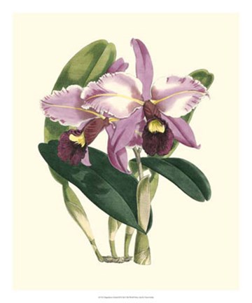 Framed Magnificent Orchid III Print