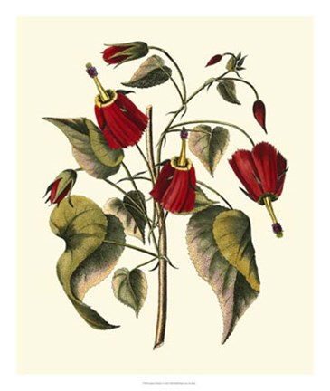 Framed Jenna&#39;s Flowers I Print