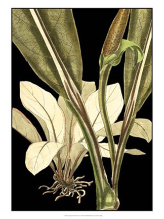 Framed Tranquil Tropical Leaves V Print