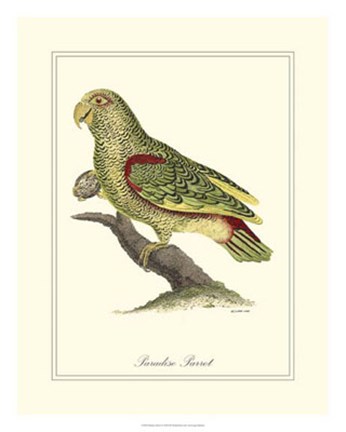Framed Paradise Parrot Print