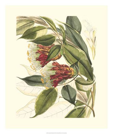Framed Fantastical Botanical II Print