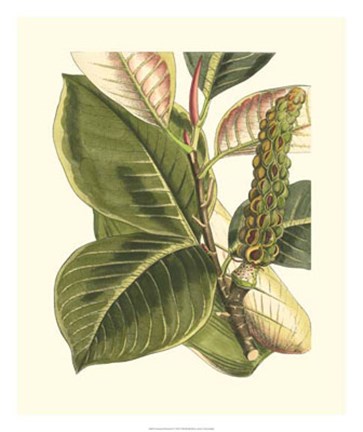 Framed Fantastical Botanical IV Print