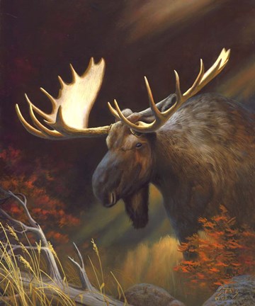 Framed Moose Portrait Print