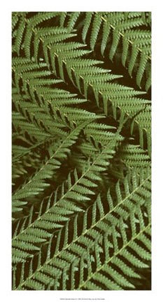 Framed Patterned Nature II Print