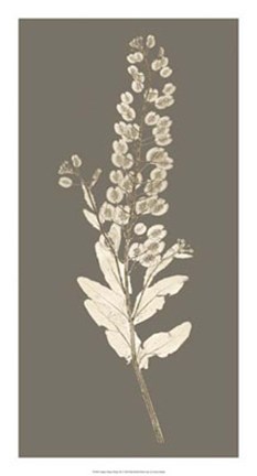 Framed Taupe Nature Study III Print