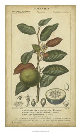 Framed Exotic Botanica III Print