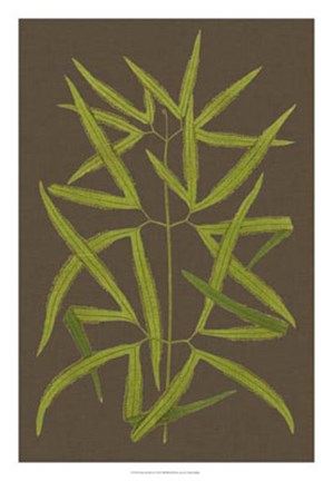 Framed Ferns on Linen I Print