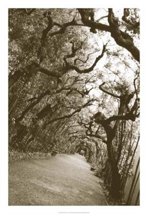 Framed Boboli Arbor, Italy Print