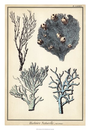 Framed Coral Species II Print