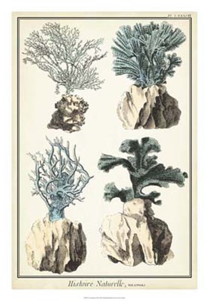 Framed Coral Species III Print