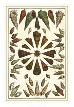 Framed Shell Collection II Print