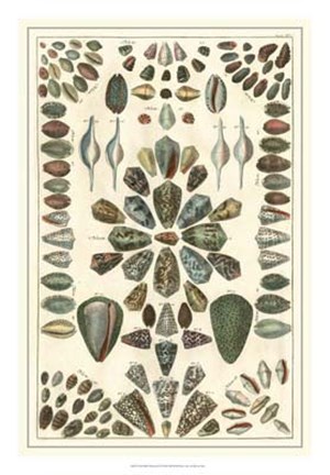 Framed Shell Collection IV Print