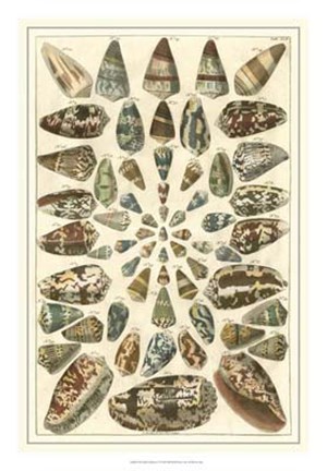 Framed Shell Collection V Print