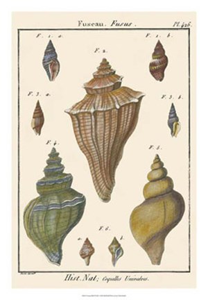 Framed Fuseau Shell pl. 426 Print