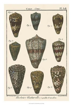 Framed Cone Shell pl. 318 Print
