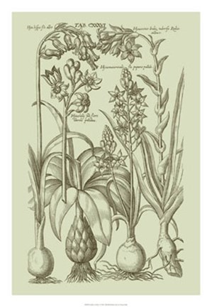 Framed Garden of Flora I Print