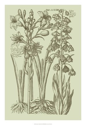 Framed Garden of Flora II Print