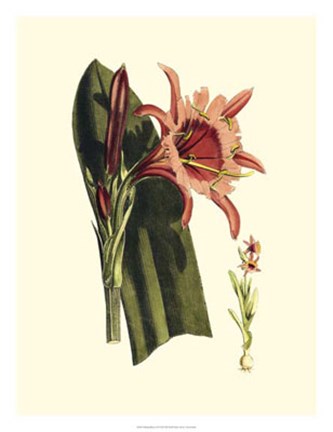 Framed Striking Beauty II Print