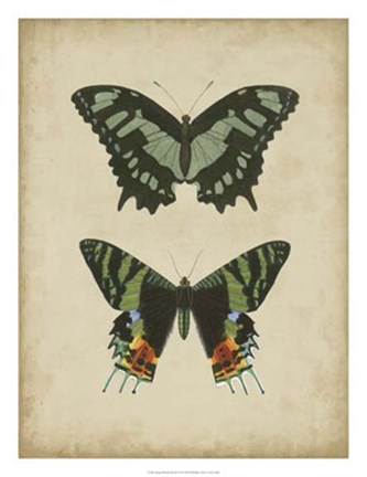 Framed Antique Butterfly Pair II Print