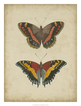 Framed Antique Butterfly Pair IV Print