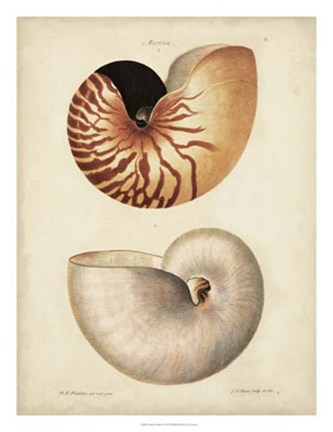Framed Antique Nautilus I Print