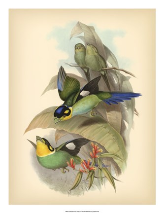Framed Birds of the Tropics I Print
