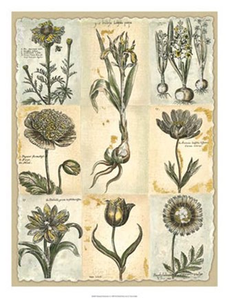 Framed Botanical Patchwork II Print