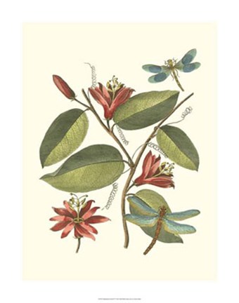 Framed Midsummer Floral IV Print