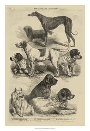 Framed International Dog Show I Print